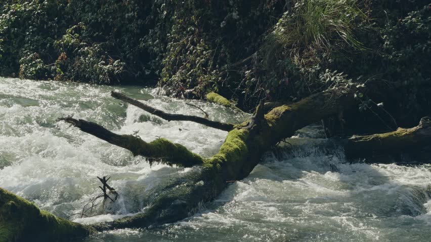 Mossy log in rushing river rapids