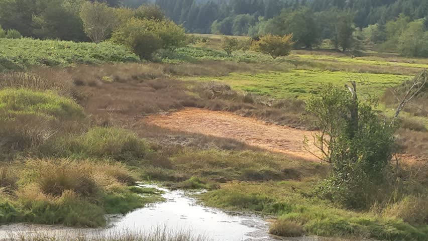 Deer running through the field in the marsh and trees
