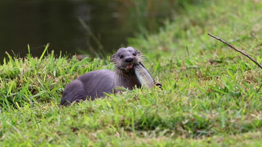 Wild otter eat fresh fish catch from a lake