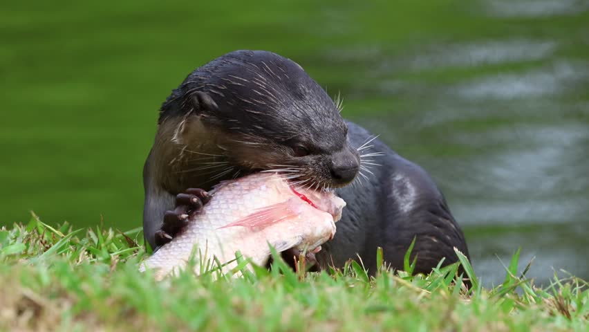 Wild otter eat fresh fish catch from a lake