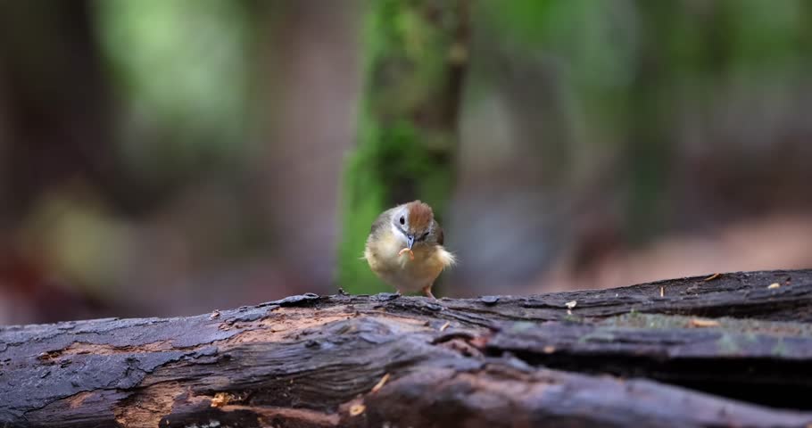 Short-tailed babbler standing on a mossy log in a vibrant green forest, showcasing its distinctive plumage and alert posture