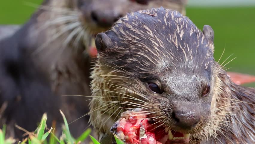Wild otter eat fresh fish catch from a lake