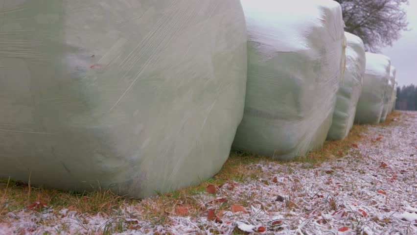 Row of round hay bales wrapped in white plastic film sitting on a field. Light snow covers the ground and the top of the bales under a grey winter sky. Ideal for agricultural and farming content.