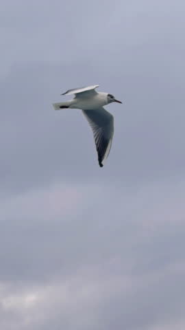Vertical shot of a seagull flying against a soft cloudy sky. Minimal wildlife scene with clean background and natural motion in vertical composition ideal for travel and nature themes.