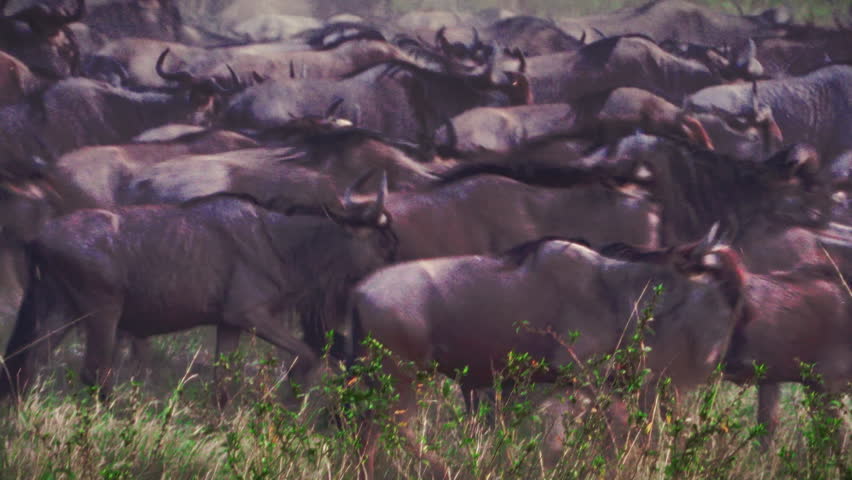 Close-up of a massive herd of wildebeest frantically stampeding and gathering during the Great Migration in Serengeti National Park, in Tanzania, Africa, intense wildlife action and motion.