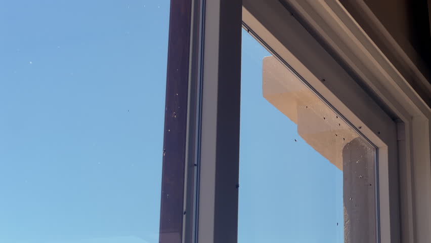 Massive fly infestation on PVC glass door window with insects trapped on the glass in daylight.