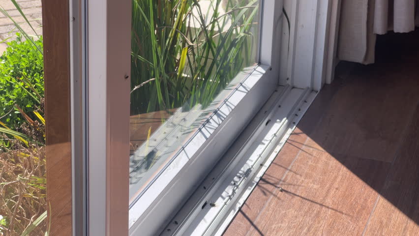 Massive dead fly infestation on sliding door track with insects scattered on PVC threshold in sunlight.