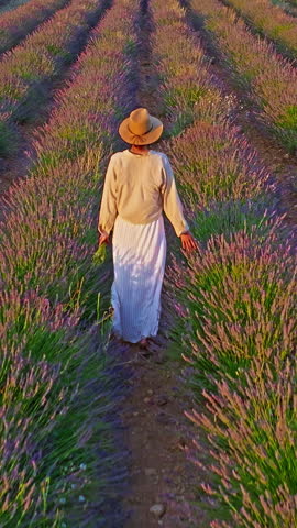Aerial view of beautiful lavender field at sunset. A girl in a long dress and hat walks between rows of blooming lavender fields. Valensole, Provence, France 