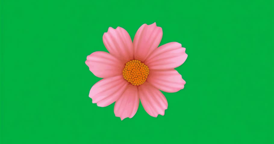 At start pink flower rotating clockwise over transparent mosaic backdrop visualizing rotation. Floral, decorative, animation, design, nature, calming, abstract