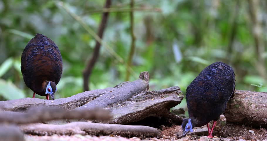 Bulwer’s Pheasant (Lophura bulweri) in tropical rainforest of Borneo
