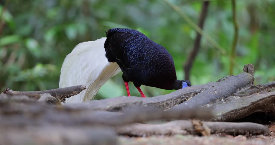 Bulwer’s Pheasant (Lophura bulweri) in tropical rainforest of Borneo