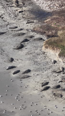 Elephant Seals on the coast of california aerial beach along the pacific coast highway