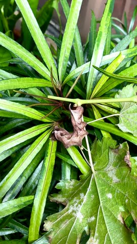 Caterpillars on green plants in the garden