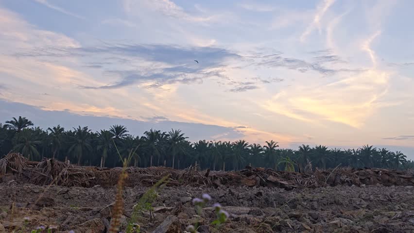 Bushes of colorful tropical wildflower weeds growing on the meadow with sunrise background. 