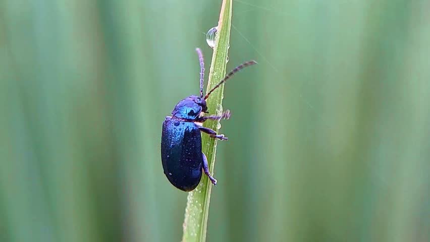 genus Altica or species Agelastica alni, small blue flea beetle or alder leaf beetle walking on a leaf