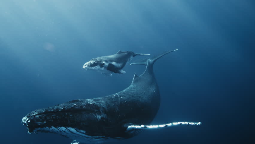 Humpback whale and calf gliding through deep blue water, calm peaceful intimate moment of mother and child