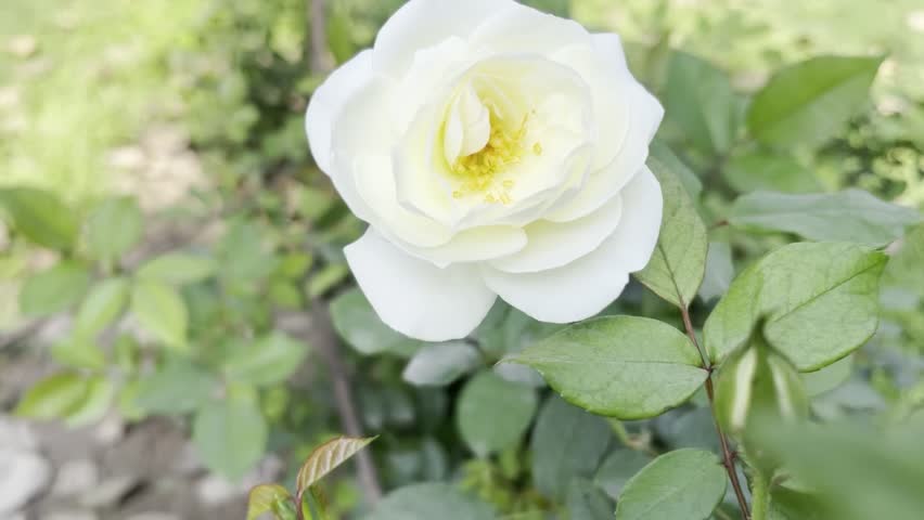 Close-up of a beautiful white rose in full bloom with lush green foliage in the background.