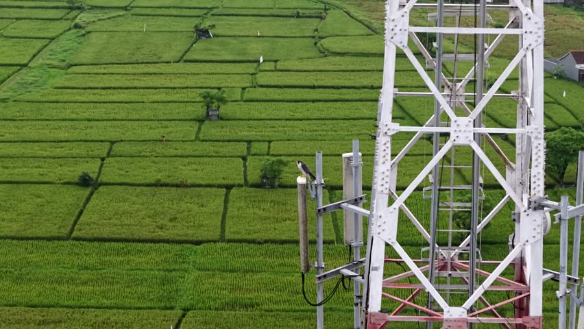Drone shot of Peregrine falcon perched and observe paddy fields from a telecommunication tower. The paddy looks green at the background. 
