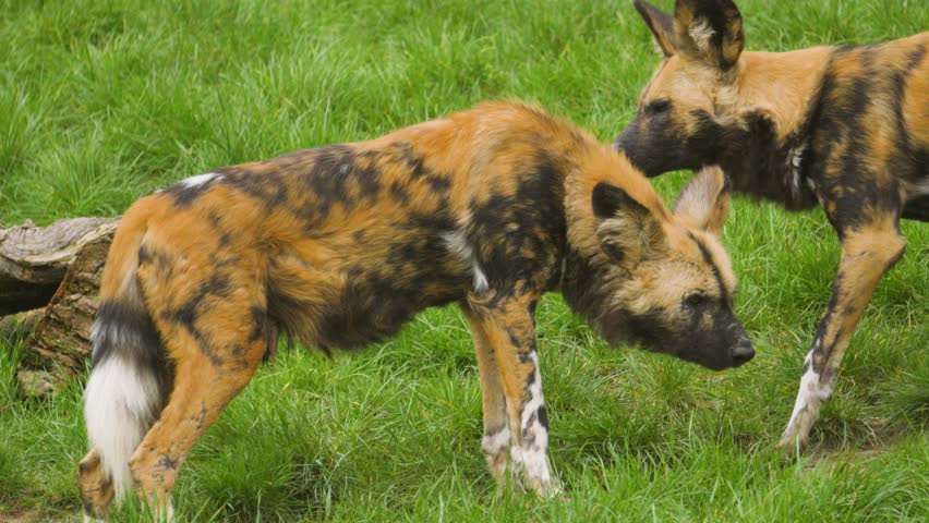 African Painted Wild Dog (Lycaon pictus), also known as the Cape Hunting Dog or Painted Wolf, standing in grass. Perfect for nature documentaries, educational content, and conservation videos.