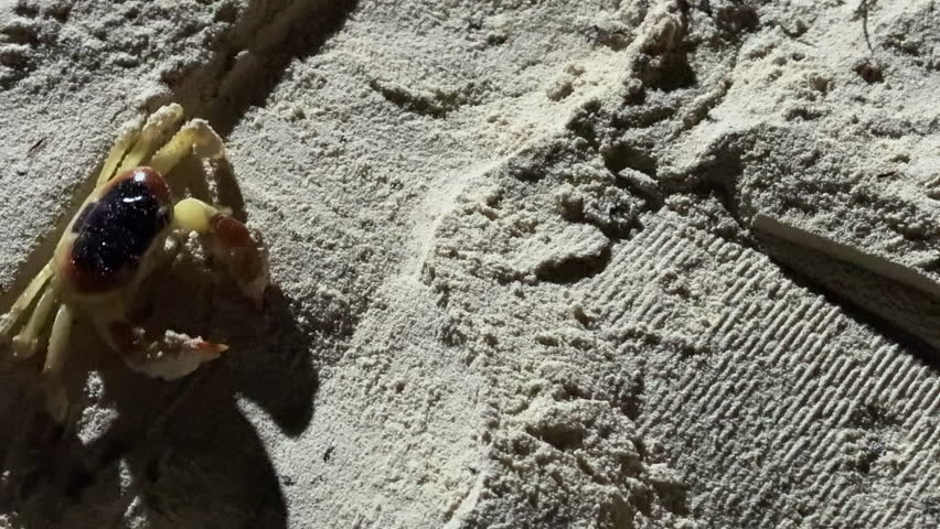 Large red land crab crawling across sand near the ocean coastline