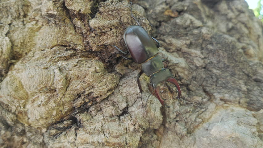 Close-up of Greater Stag Beetle (Lucanus cervus) crawls downward rough old tree trunk. Close-up of European Stag Beetle moving down an old tree.