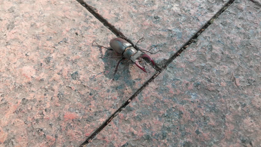 Close-up view of Greater Stag Beetle (Lucanus cervus) awkwardly traversing rough granite pavement on bright, sunny day. Large, dark beetle crawl across city street