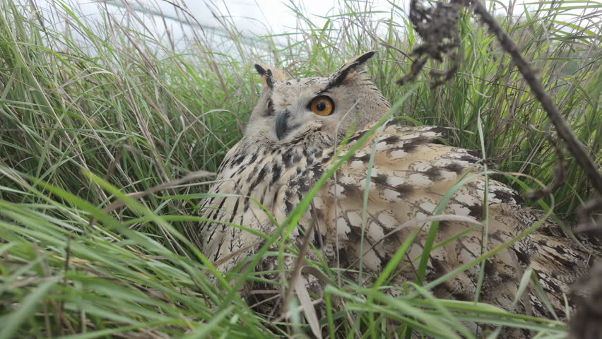 Close-up of Owl sits on ground, hiding in tall grass during strong autumn wind. Eagle-owl sits in густой green grass and blinking its orange eyes, view from lower level