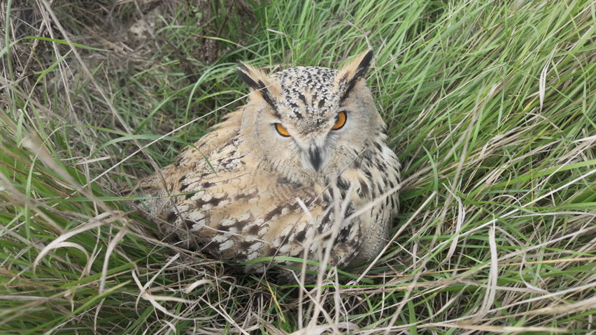 Slow motion of Owl sitting in tall grass, sheltering from chill autumn wind and carefully staring at lens with one eye blinking. Eagle-owl sits in green grass without looks away, he looking at camera