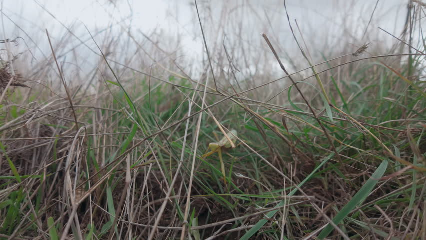 Portrait of european praying mantis in tall grass in strong wind, slow motion. Frontal view of praying mantis standing in thick, burnt grass in autumn wind.