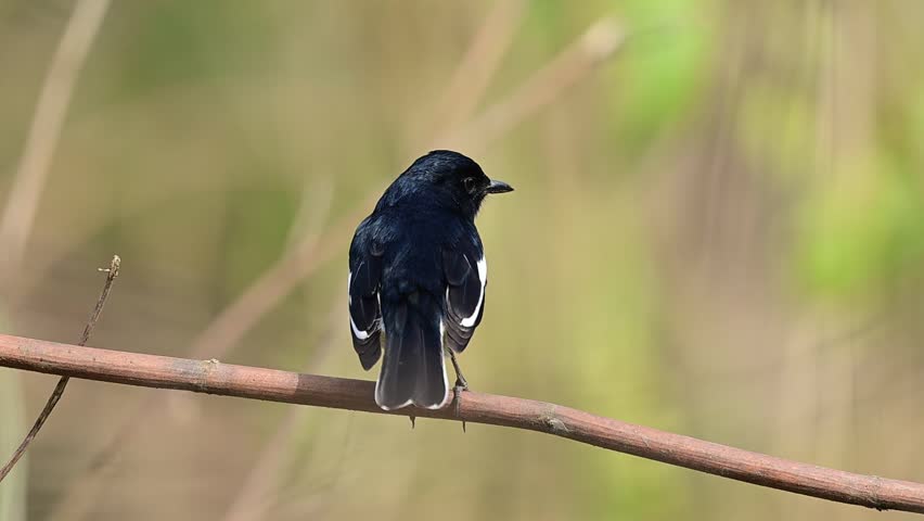 A striking male Oriental Magpie-Robin is captured in a detailed close-up, showcasing its glossy black upperparts and crisp white underparts.