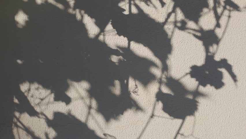 Shadows of branches with leaves overlay on wall. Soft transparent light and shadows from grapevine with foliage on wall, visual effect. Gray shadow of foliage on plaster. Natural pattern from plants