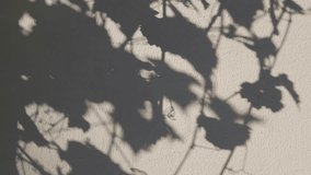 Shadows of branches with leaves overlay on wall. Soft transparent light and shadows from grapevine with foliage on wall, visual effect. Gray shadow of foliage on plaster. Natural pattern from plants - Powered by Shutterstock - Get 15% off with code: PIKWIZARD15