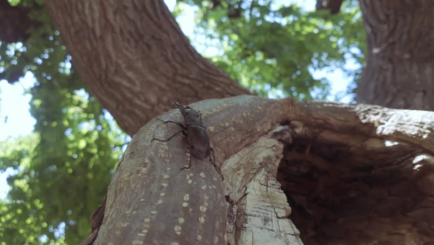 Male of Greater Stag Beetle (Lucanus cervus) with enlarged mandibles crawls along edge of hollow of decaying tree. Close up of Stag Beetle with big horns moves next to trunk hole of rotten wood