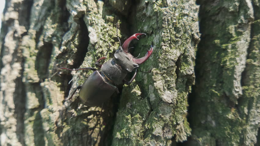 Close-up, male of European Greater Stag Beetle (Lucanus cervus) with big mandibles moving along bark of large trunk of an old oak tree, bug walks around trunk