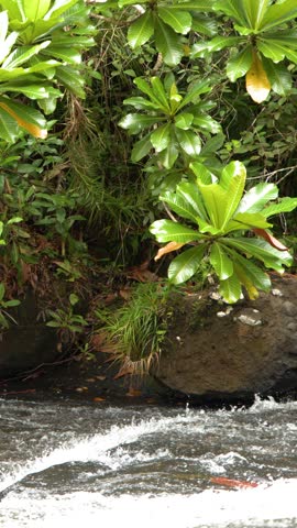 Static medium shot of a fast-flowing river with white water rapids beside dense green foliage