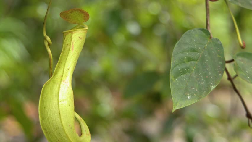 A medium shot of a green Nepenthes pitcher plant hanging in a lush jungle