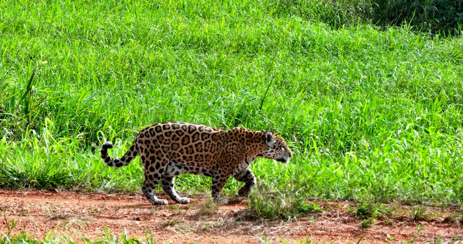 Jaguar walking in the Pantanal.