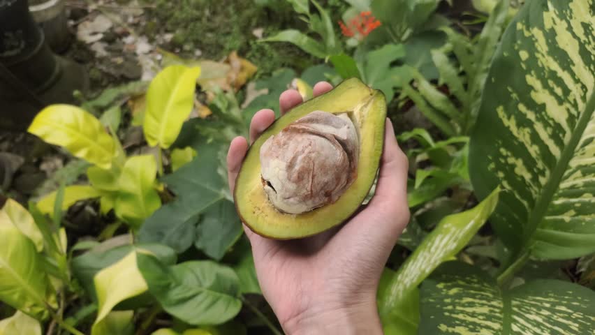 The right hand holds half a fresh avocado or Persea americana that has been cut.