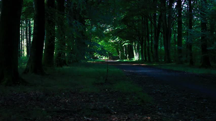 A peaceful woodland road running through Grovely Woods in Wiltshire, England. Tall trees form a natural canopy creating a tunnel of green light and shadow. Atmospheric British countryside landscape id