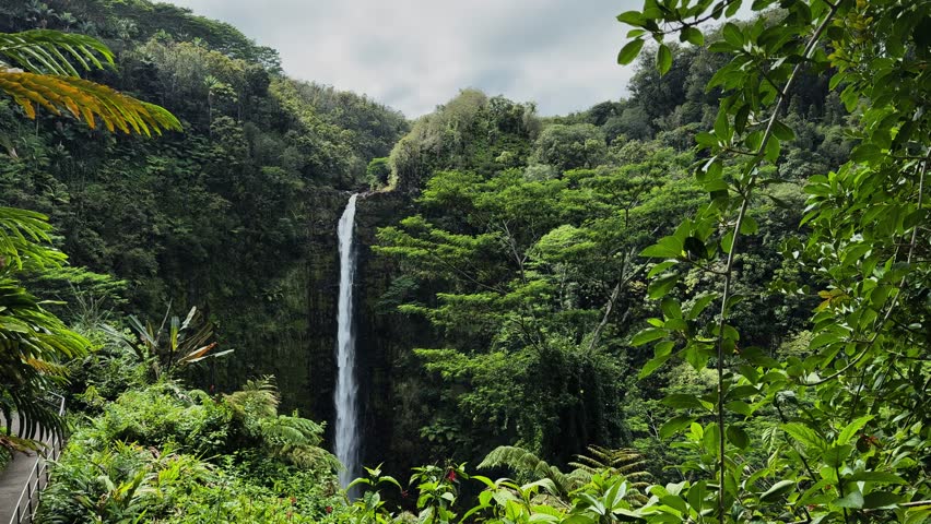 Static 4K view of Akaka Falls plunging down steep volcanic cliff, surrounded by dense tropical rainforest vegetation in Hawaii.