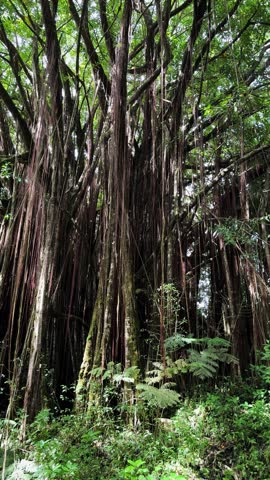 Vertical 4K tilt down from canopy to ground revealing massive banyan tree with hanging aerial roots surrounded by dense tropical vegetation in Hawaii.
