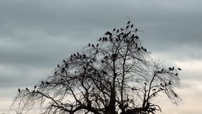Crows gather to spend the night in a tree, static shot - Powered by Shutterstock - Get 15% off with code: PIKWIZARD15