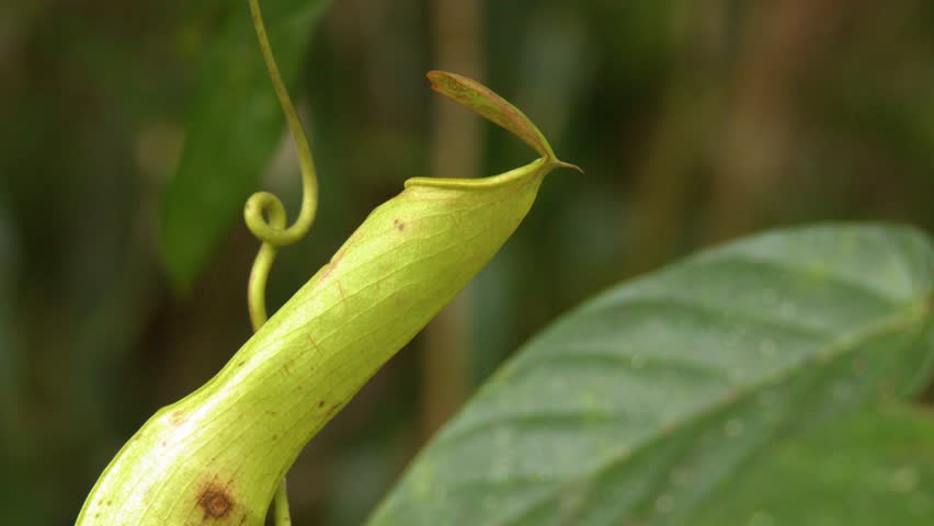 Close-up shot of a green Nepenthes pitcher plant hanging from a vine in Palau