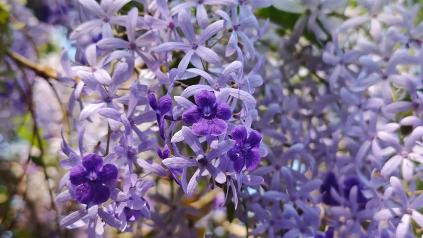 Petrea volubilis purple flowers decorate the fence