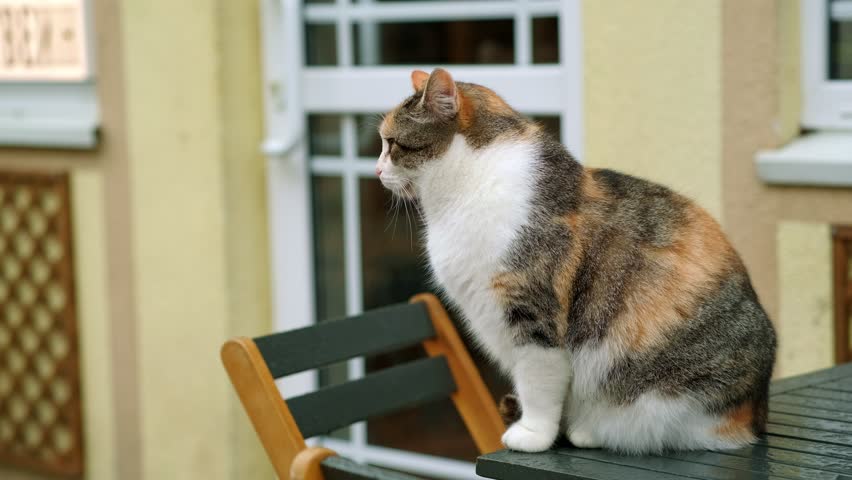 Calico cat with white chest and green eyes sitting outside on a table turning its head and looking around
