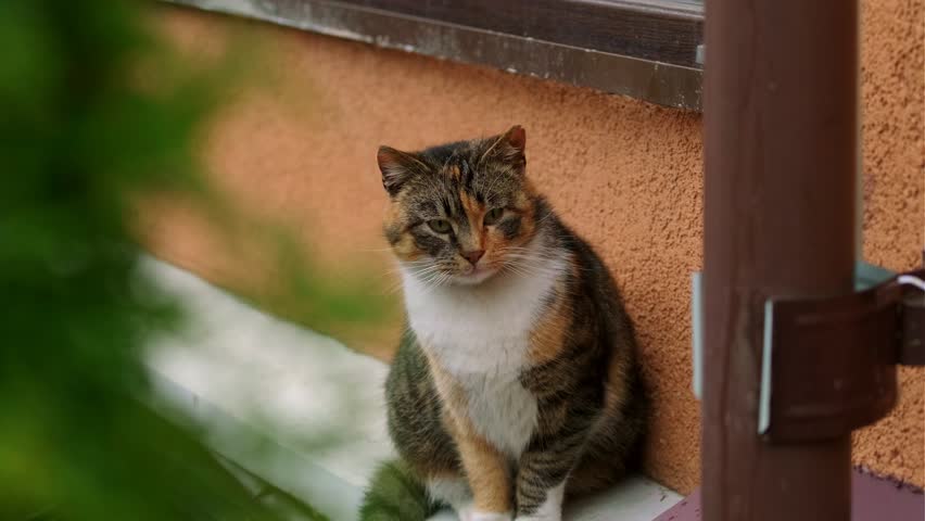 Calico cat sitting on a ledge looking at the camera then turns head, showing different perspectives for pet and animal themes.