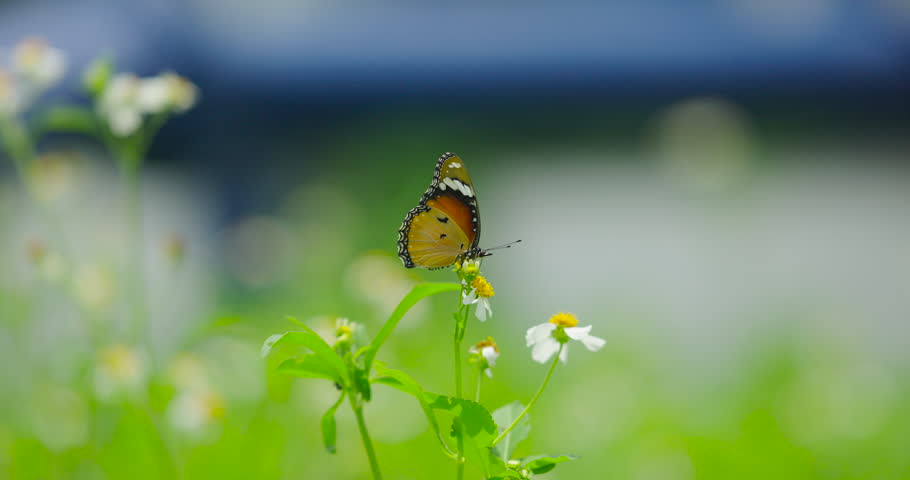 Butterfly on flowers slow motion. High quality video ProRes422