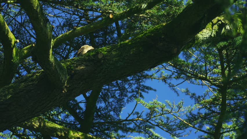 A wild common kestrel (Falco tinnunculus) resting on a large moss-covered tree branch in natural woodland habitat. Cinematic wildlife footage captured in the British countryside showing a bird of prey