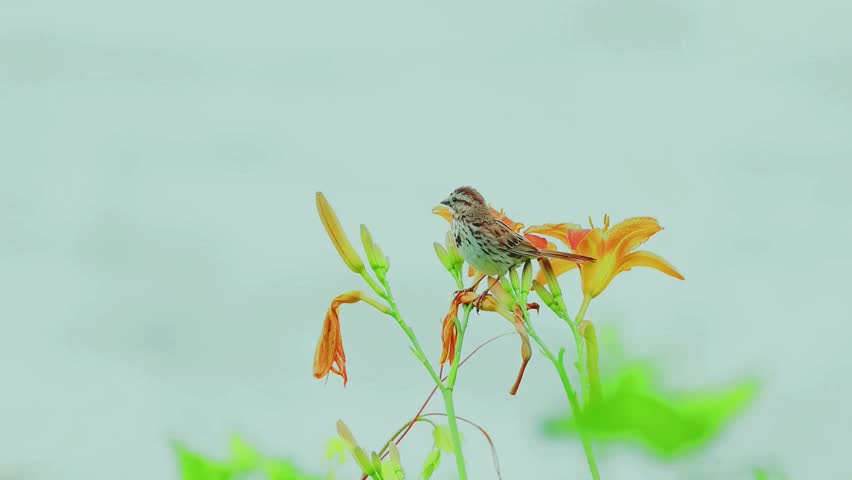 A Song Sparrow perches gracefully on a blooming orange daylily under a soft, overcast sky