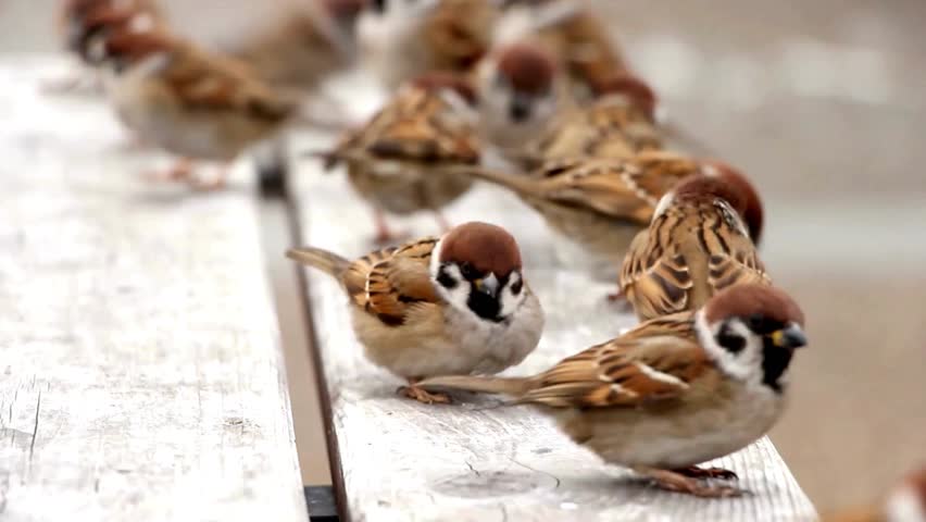 A close-up of a male house sparrow perched outdoors on a sunny day